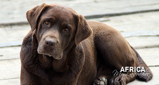 africa_labrador_chocolate