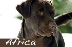 AFRICA - Labrador chocolate