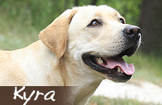 KYRA - Labrador giallo
