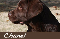 CHANEL - Labrador chocolate