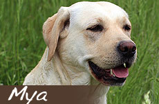 MYA