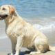 Kyra, il labrador che parla!