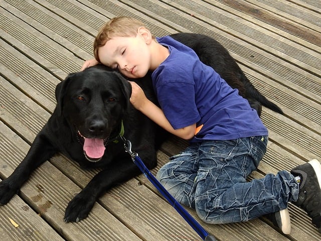Labrador e bambino: a cosa stare attenti