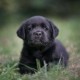 Nomi per Labrador: quale nome dare al tuo cucciolo