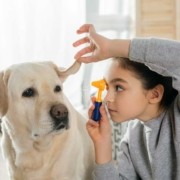 Otiti da malassezia: come pulire le orecchie nel cucciolo