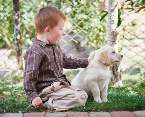 Pet therapy: un Labrador ti può aiutare