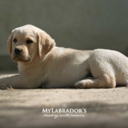 Labrador in vendita: tutto quello che devi sapere sul cucciolo