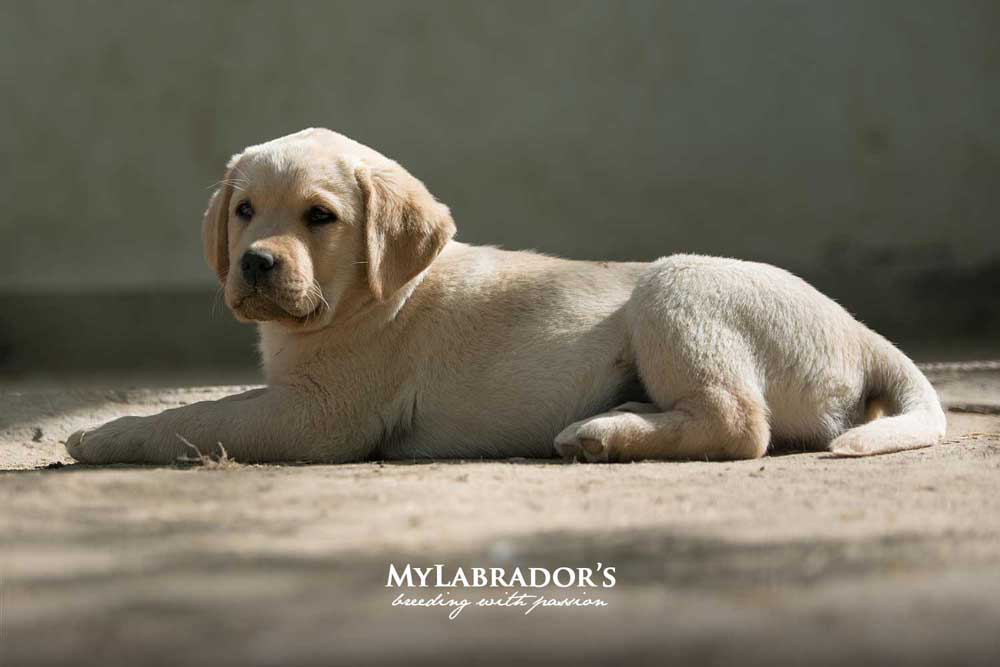 Labrador in vendita: tutto quello che devi sapere sul cucciolo