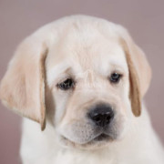 Labrador Retriever: origini e caratteristiche della razza