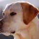 Il Labrador e l'aggressività