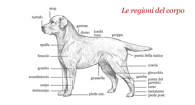 Standard e caratteristiche del Labrador Retriever