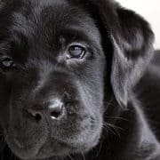 labrador razza 2