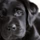 labrador razza 2