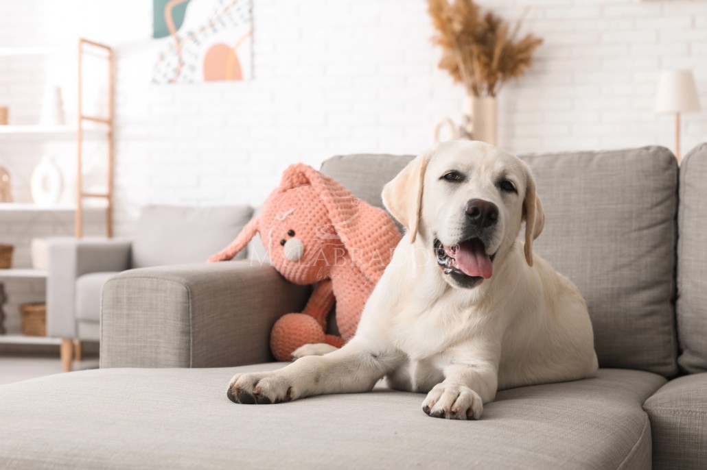 cucciolo labrador peluche
