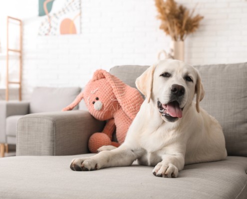 cucciolo labrador peluche
