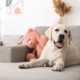 cucciolo labrador peluche