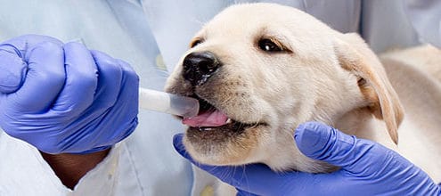 salute labrador sverminazioni