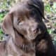 Cuccioli labrador chocolate Hope x Asia