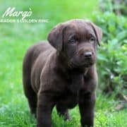 mylabrador2 1 1