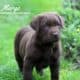 mylabrador2 1 1