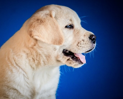 Educare il cucciolo di labrador a non mordere oggetti e mani