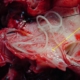 La filariosi cardiopolmonare: cause, sintomi e cure