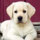 Quando non prendere un Labrador