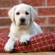 Perché il cane fa danni in casa?