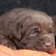 10 cose da valutare per la scelta del cucciolo