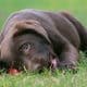 Cuccioli labrador chocolate Hope x Asia