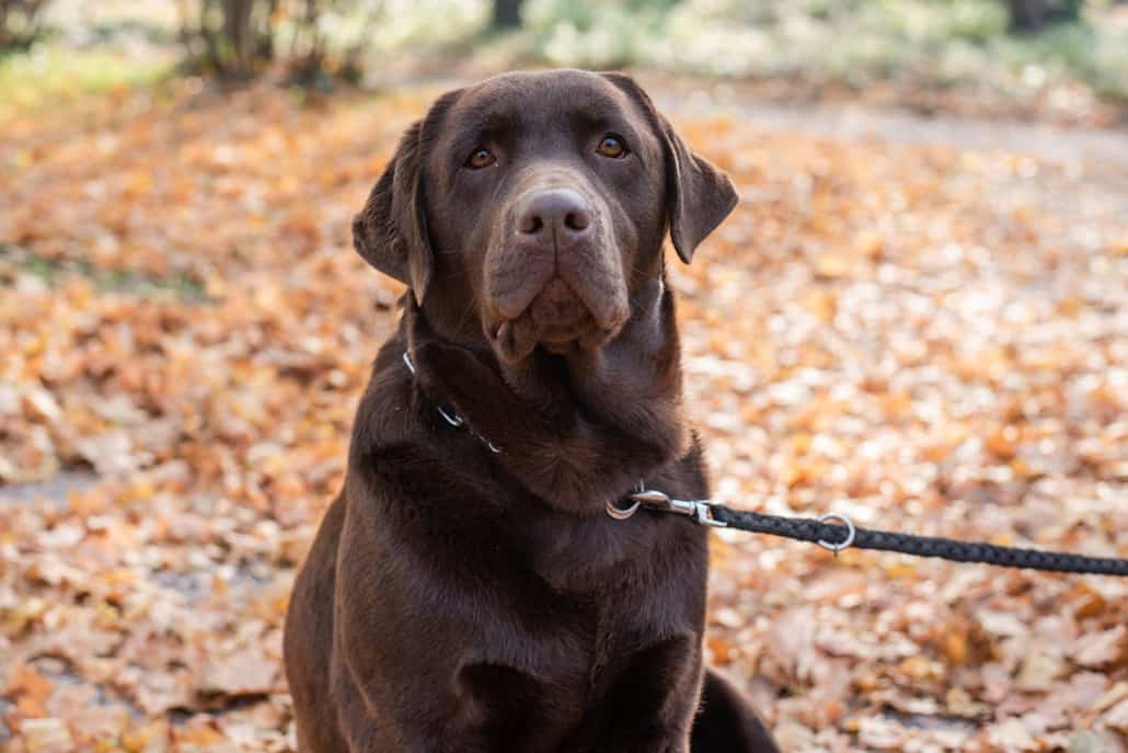 Perche il nostro labrador tira al guinzaglio?