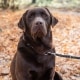 Perche il nostro labrador tira al guinzaglio?