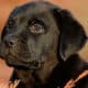 Leptospirosi; è una malattia grave che può colpire il cane e l'uomo