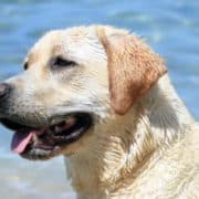 L'importanza della sterilizzazione: guardiamo oltre!