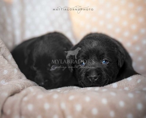 Approfondimenti Per Conoscere Meglio Il Labrador Retriever