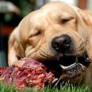 alimentazione labrador BARF