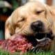 alimentazione labrador BARF