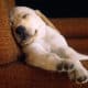 Quando non adottare un cane, tantomeno un Labrador