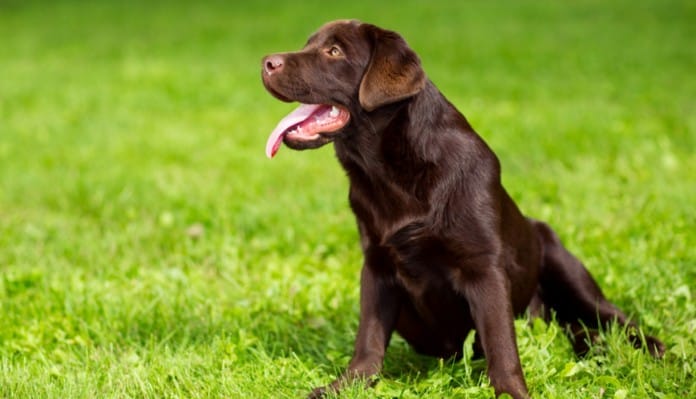 Labrador colore chocolate