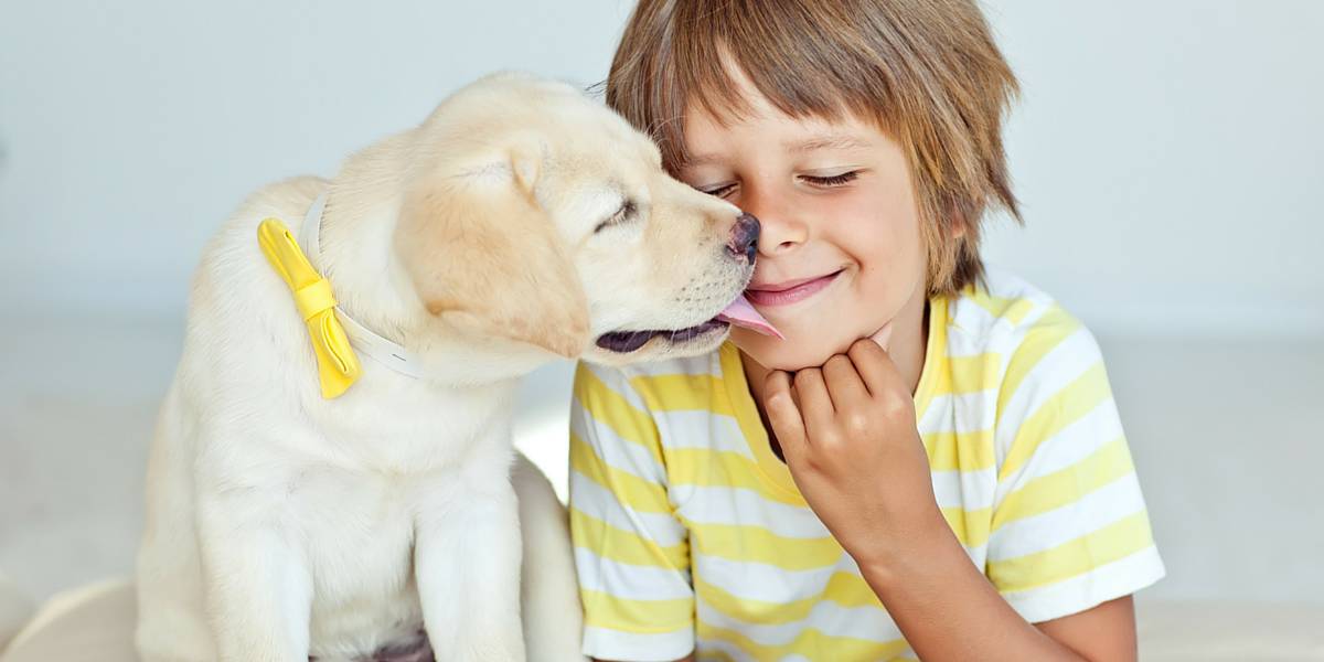 Labrador colore giallo