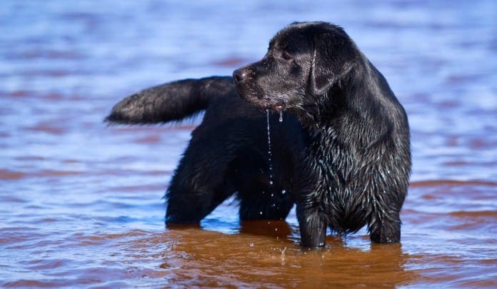 Labrador nero