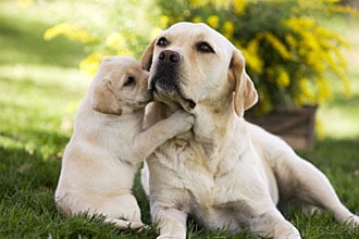 La socializzazione dei cuccioli e cani adulti