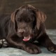 Sterilizzazione del cane: una scelta per la loro salute
