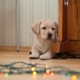 Come affrontare lo stress dei cuccioli e i problemi comportamentali più comuni