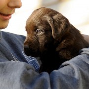 Arriva il cucciolo di labrador a casa: come comportarsi