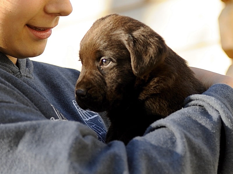 Cuccioli Labrador Cosa Fare Quando Arriva Il Cucciolo A Casa