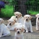 Golden Retriever e Labrador: cani che trasmettono felicità