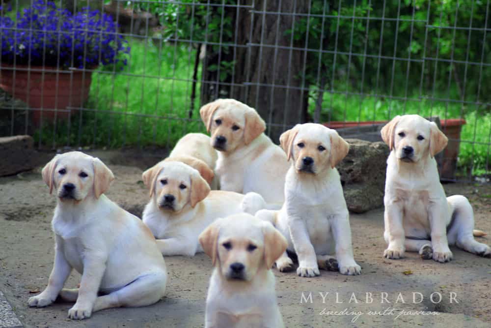 Golden Retriever E Labrador Cani Che Trasmettono Felicita