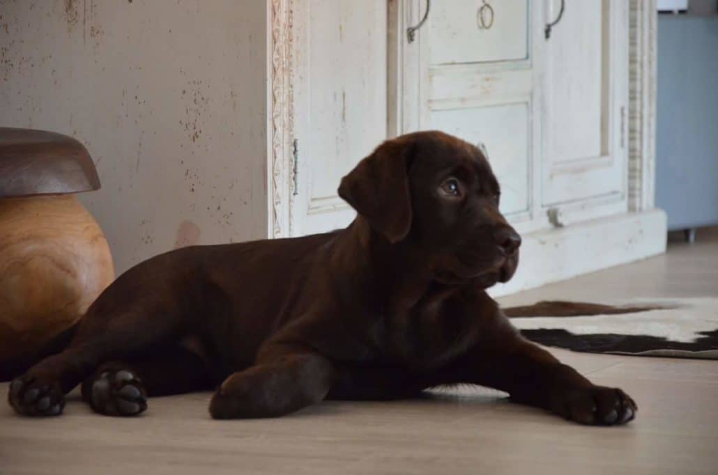 cuccioli mylabrador8