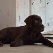 cuccioli mylabrador8